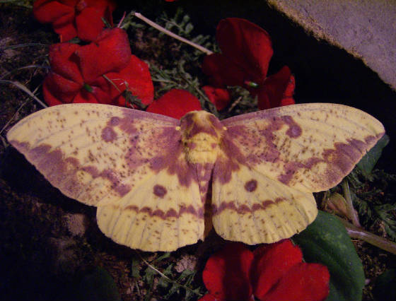 imperial moth